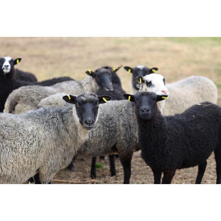 Luomukaritsan tuoreliha