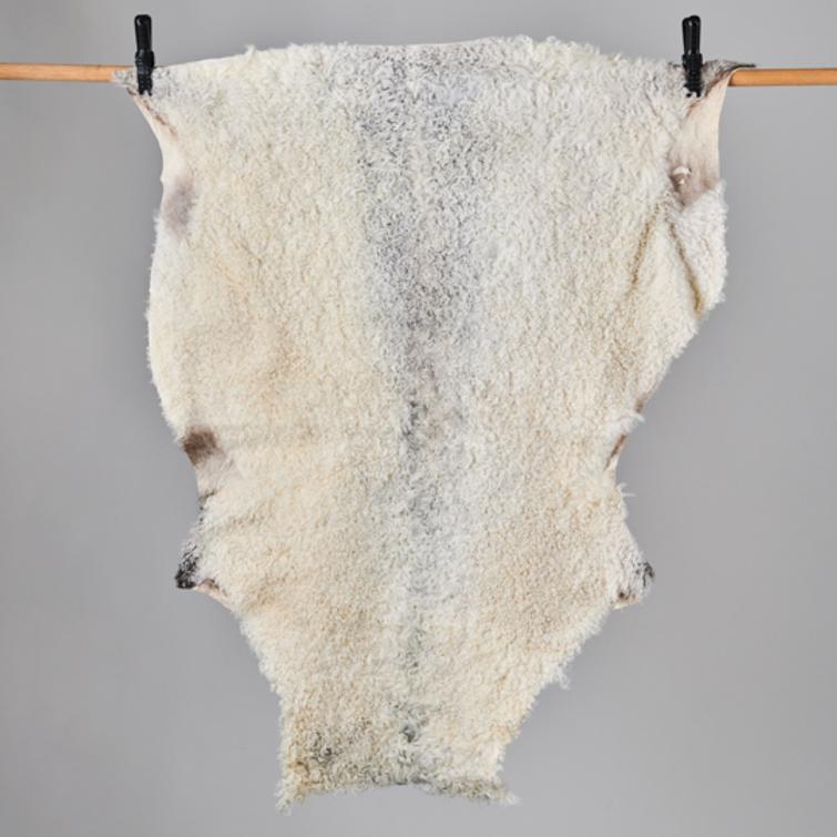 Kainuunharmas talja, lyhytkarvainen